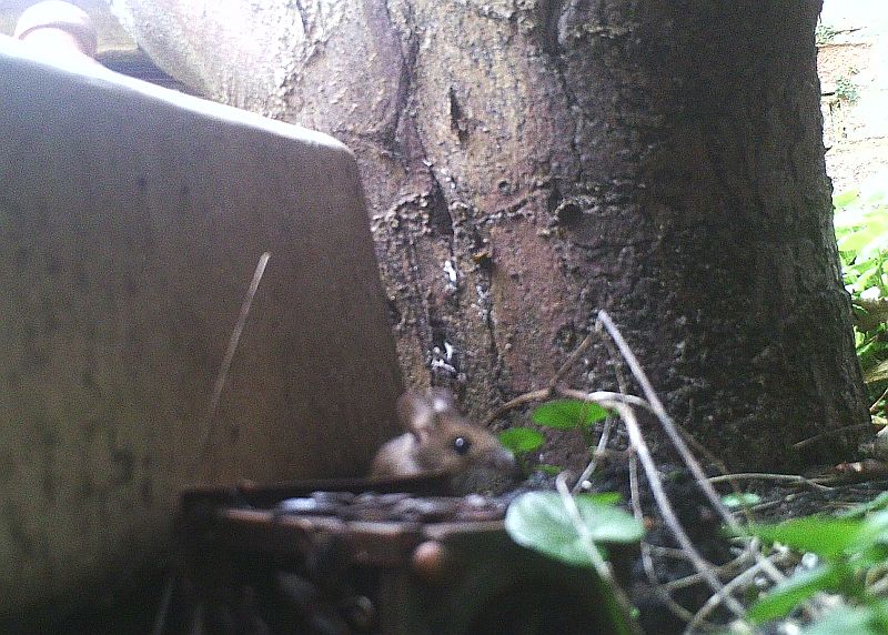  Wood Mouse 